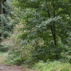 DSC 0550 - Sportraad Zaventem 
